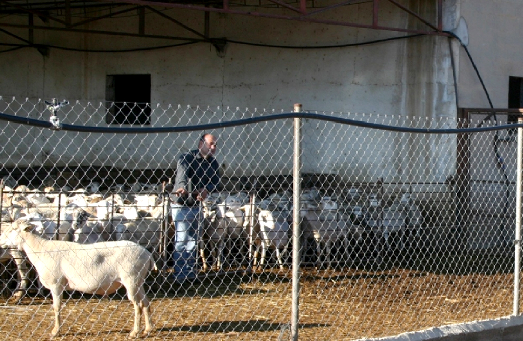 Se redactar un borrador de Ordenanza Municipal sobre Actividades e Instalaciones Ganaderas de carcter domstico y ncleos zoolgicos